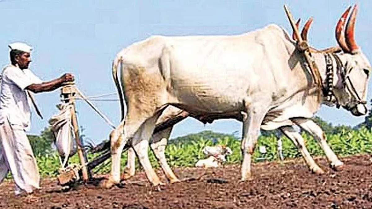 Crop cultivation