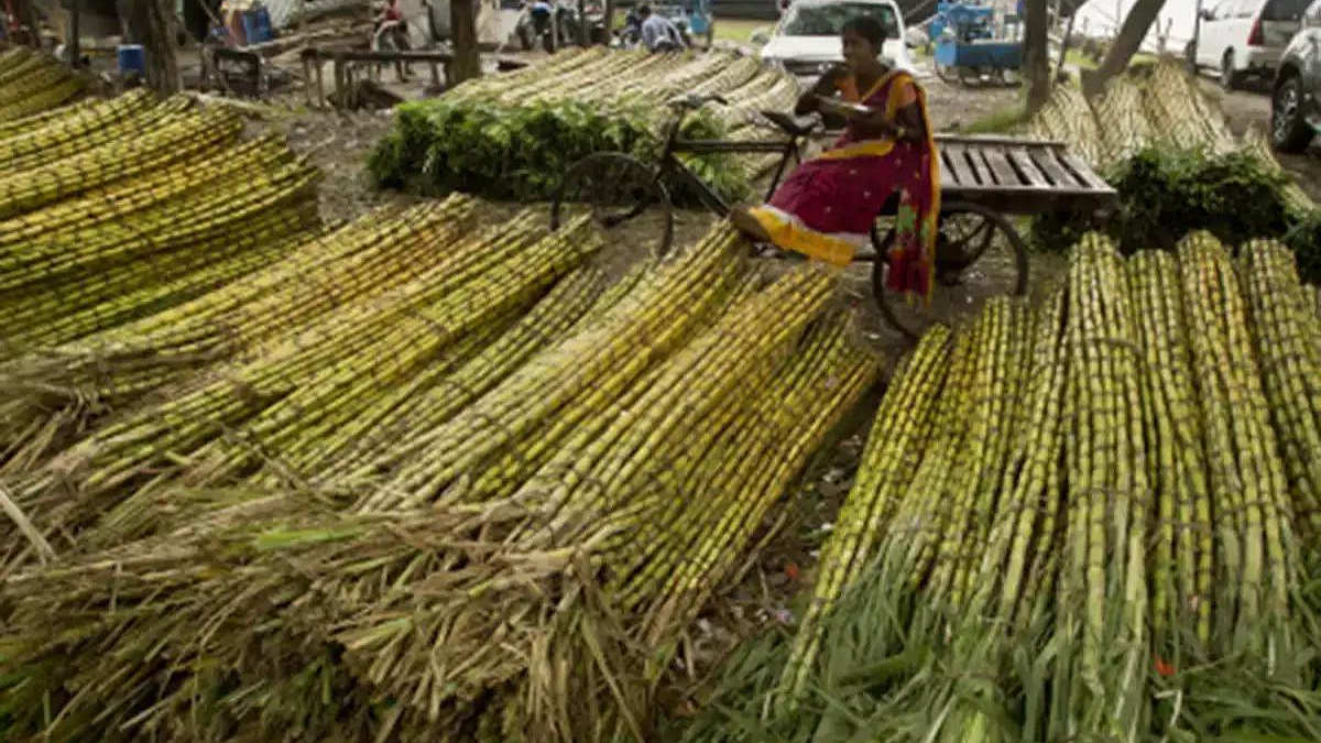Sugarcane Crushing