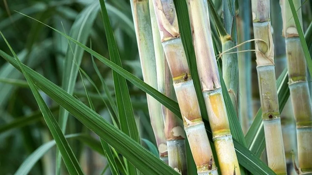 Sugar Cane FRP