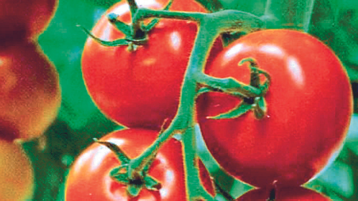 Tomato Rate