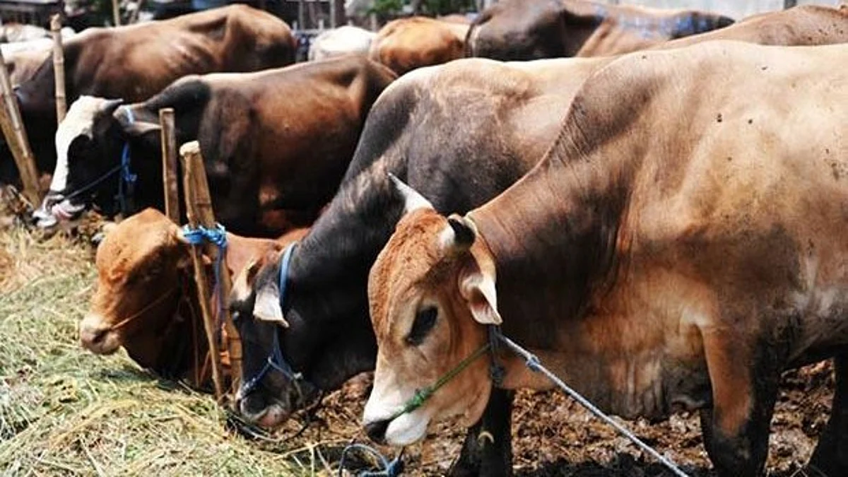 Cow conservation
