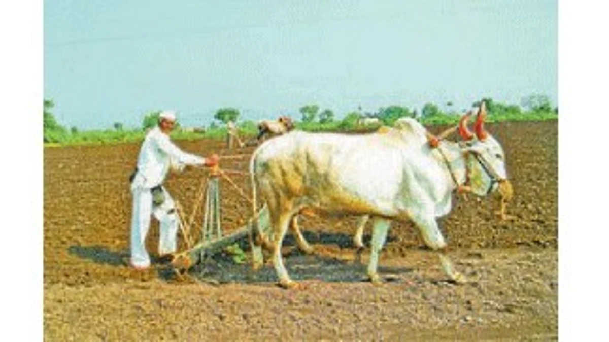 Rabi Season