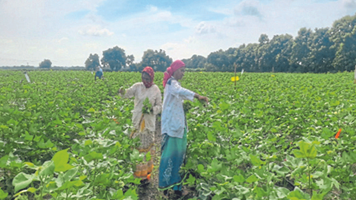 Cotton Management