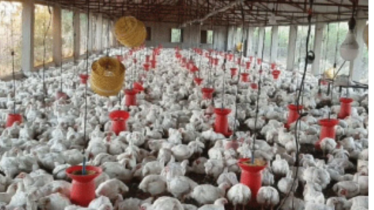 Poultry Business