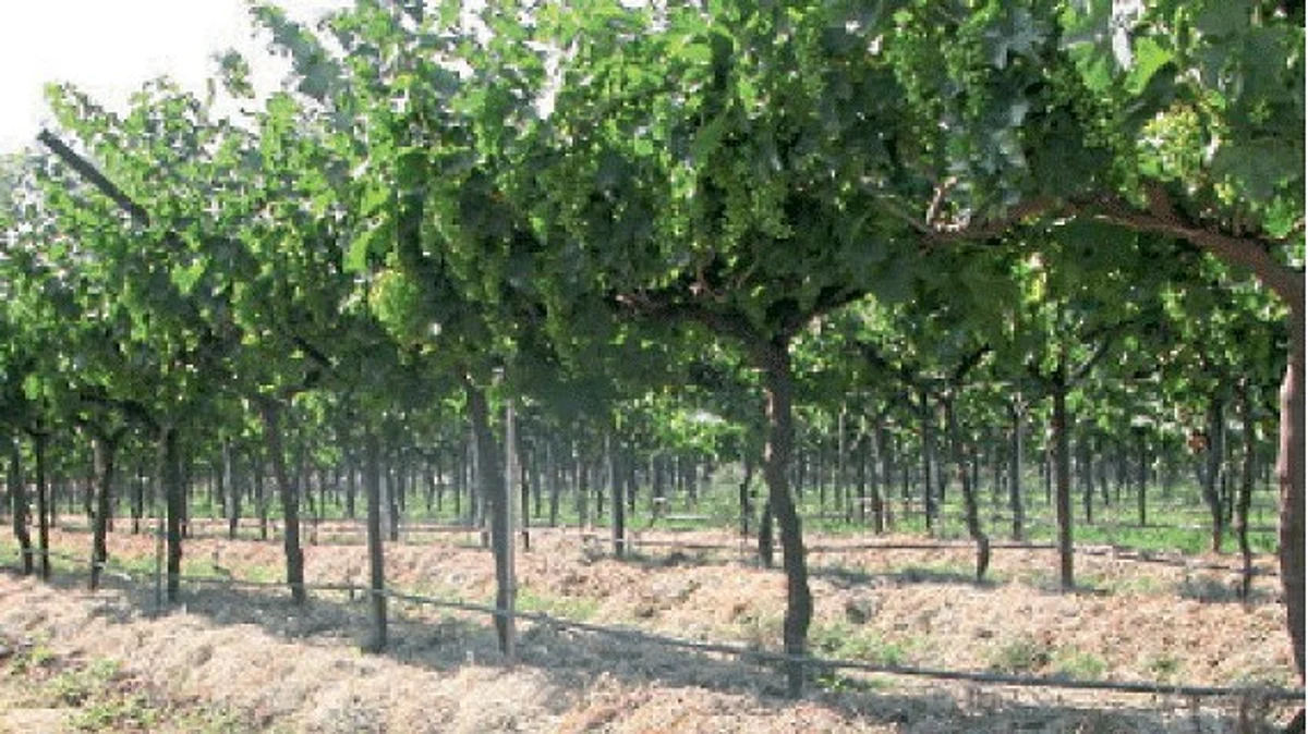 Grape Crop