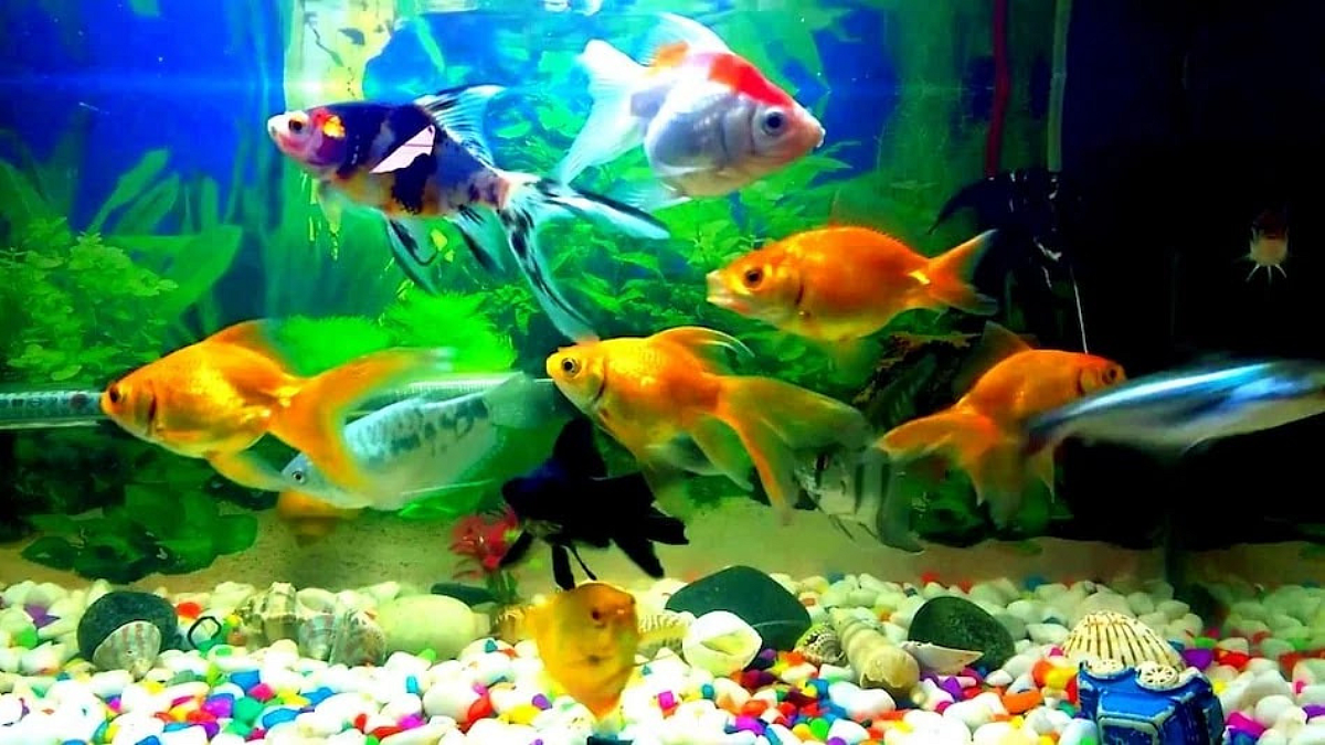 Aquarium