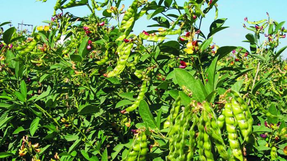 Crop Insurance
