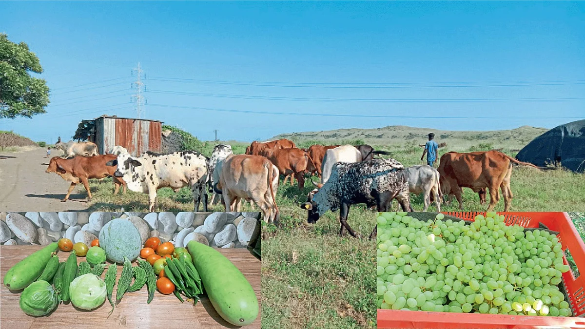 Organic farming