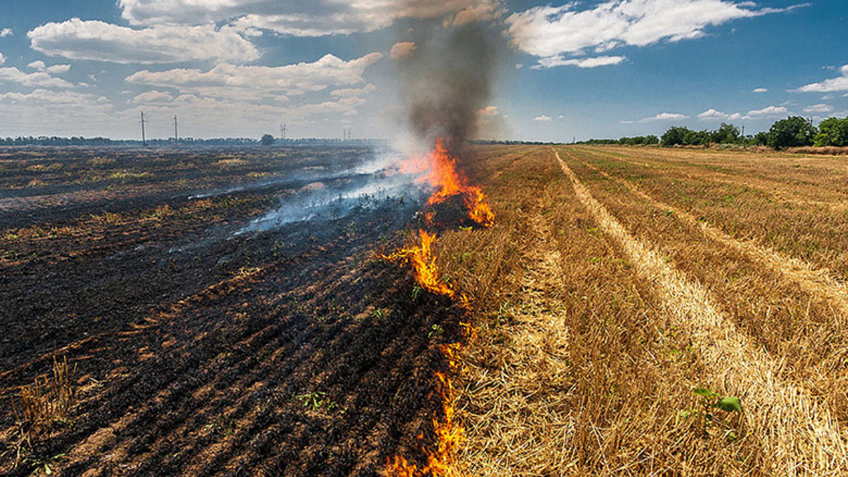 Agriculture Residue
