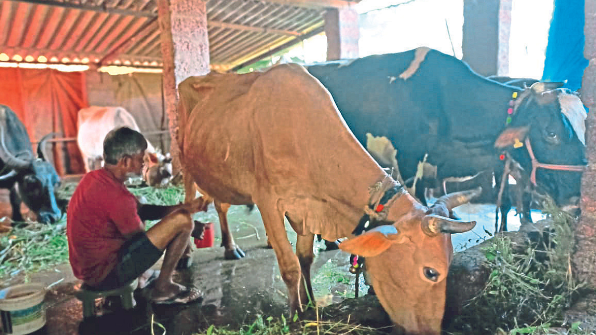Dairy Business