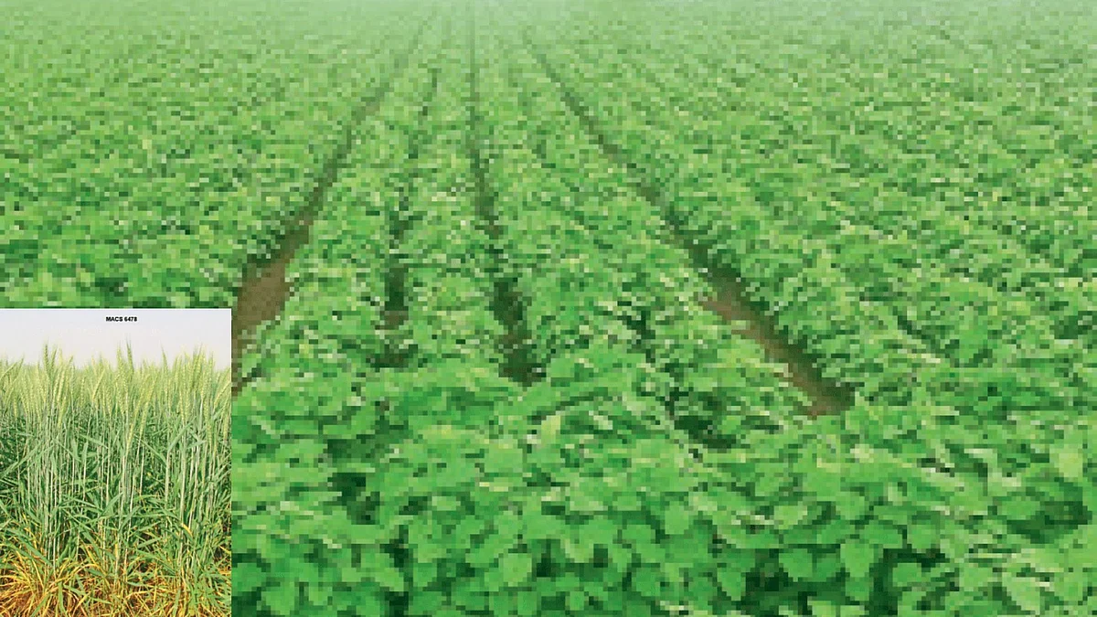 Crop Research
