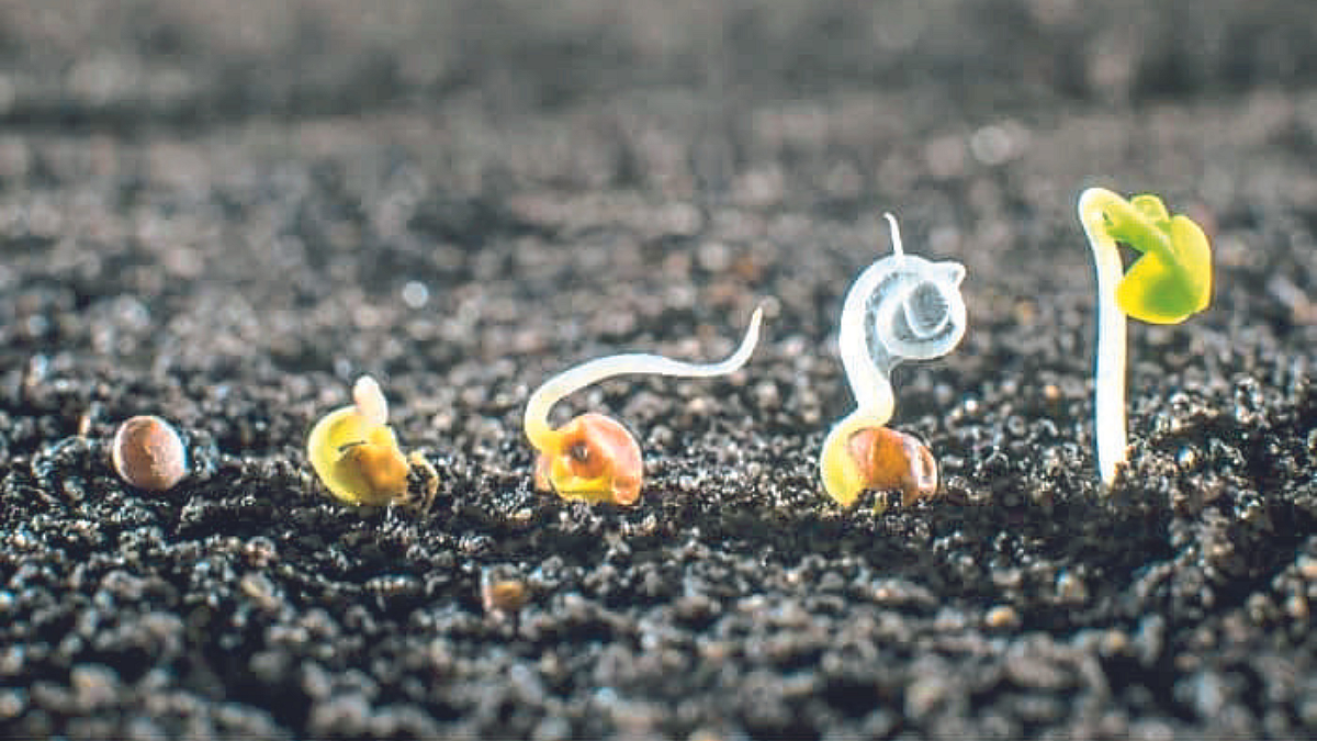 Seed Treatment