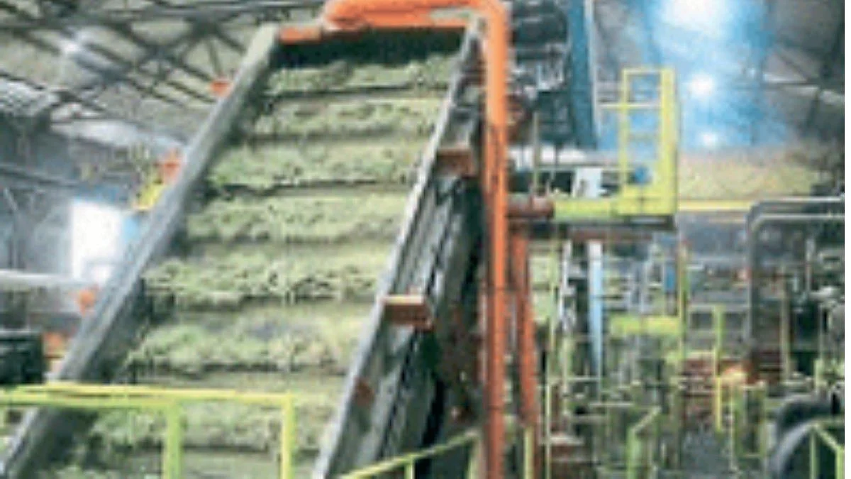 Sugar Cane