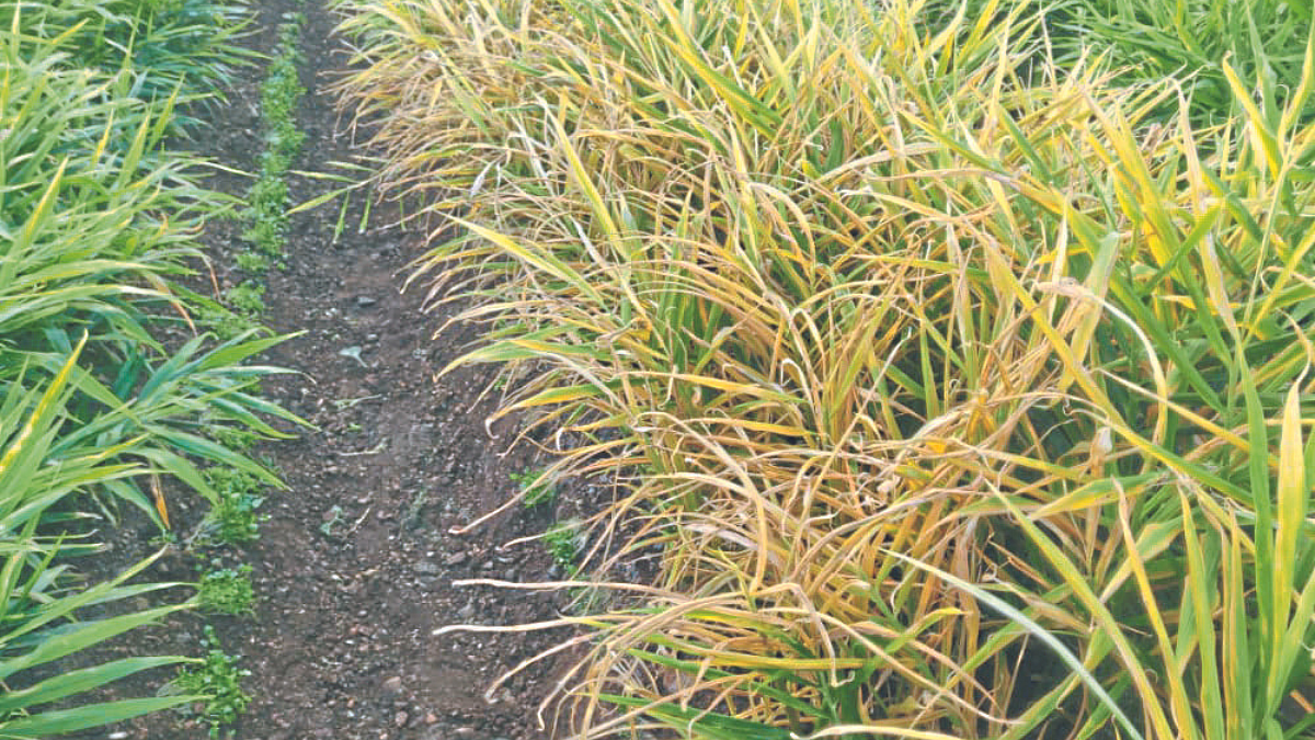 Ginger Production