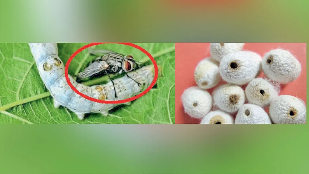 Silk industry
