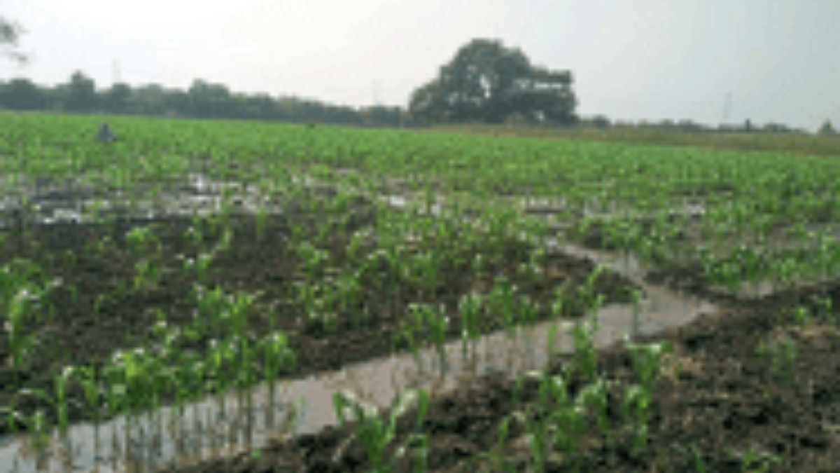 Rabi Season