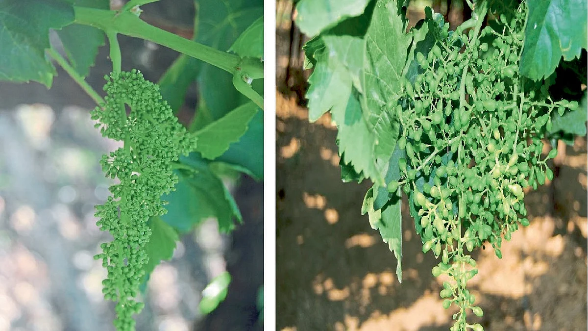 Grape Advisory : पाकळ्यांची वाढ, मण्यांचा आकार वाढविण्यासाठी उपाययोजना
