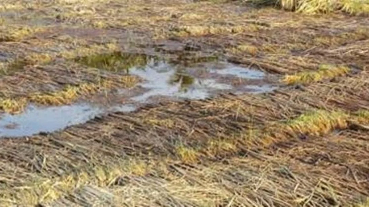 Crop Insurance