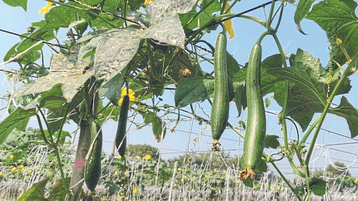 Vegetable : वेलवर्गीय भाजीपाला