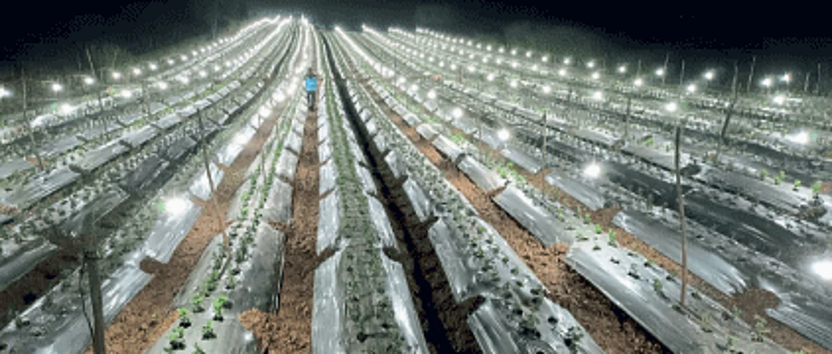 Flower Farming