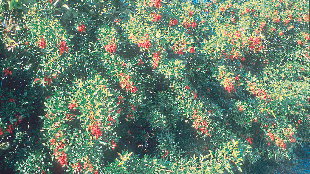 Use of insects to control noxious plants