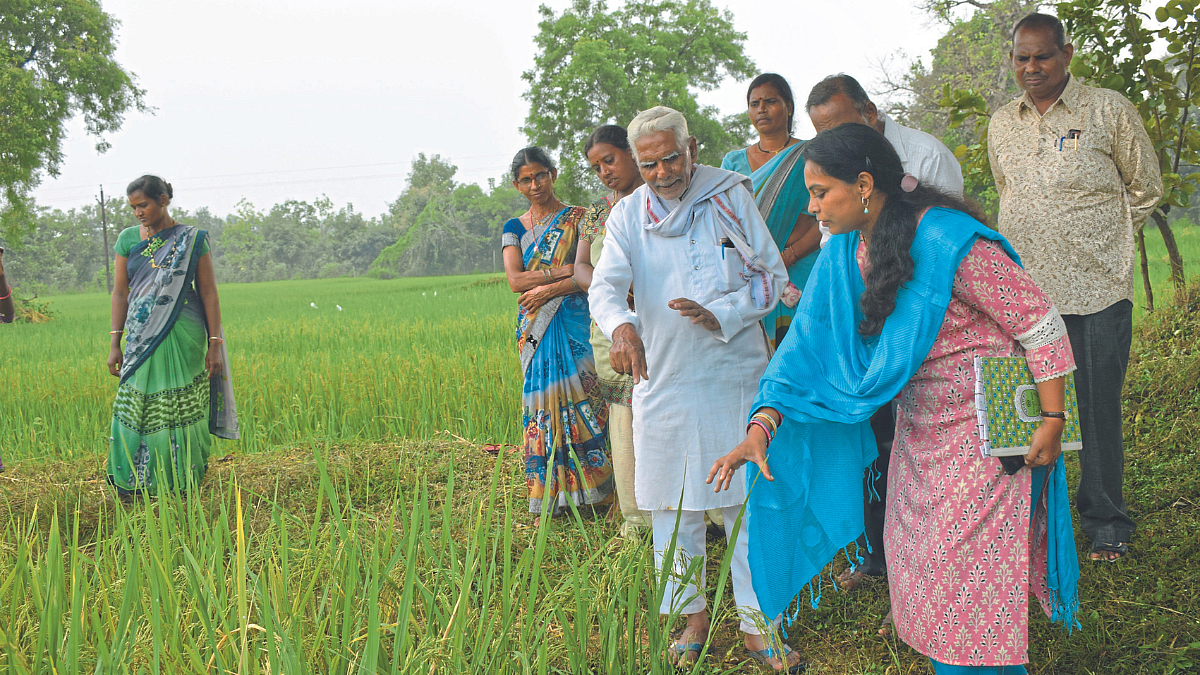 Paddy New Variety