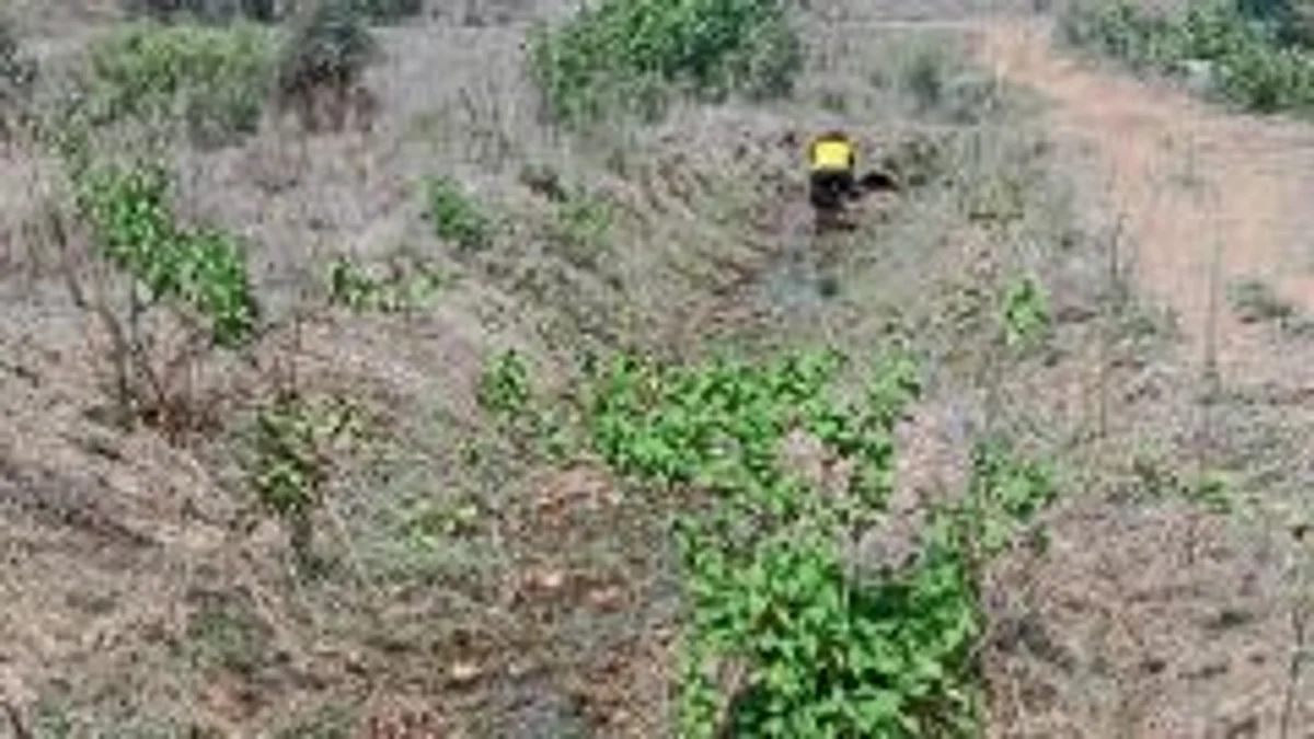 Rice farming