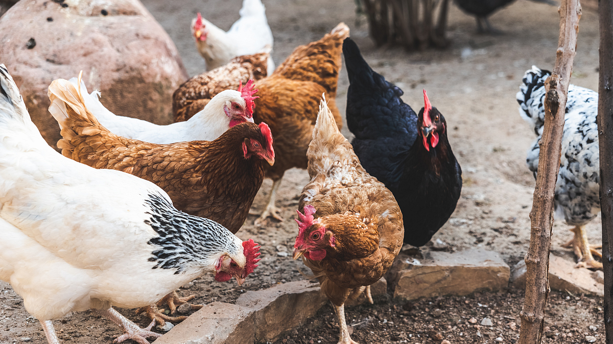 Backyard Poultry : परसातील कुक्कुटपालनासाठी ग्रामप्रिया कोंबड्या उपयुक्त