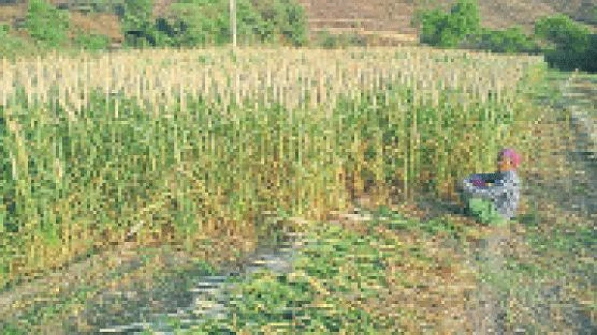 Kharif Crop Harvesting