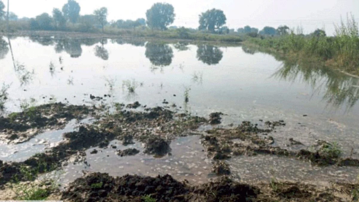 Crop Damage