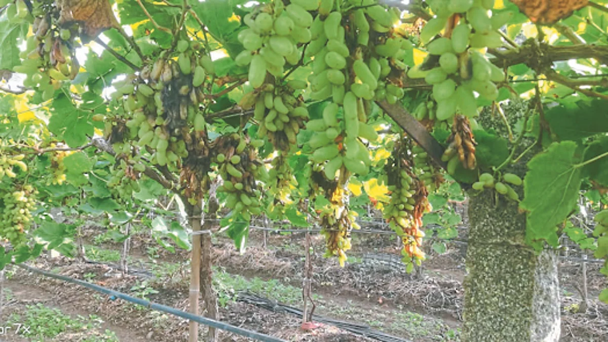 Crop Damage