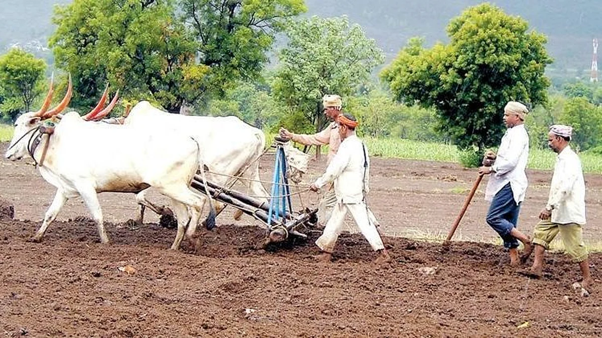 Rabi season