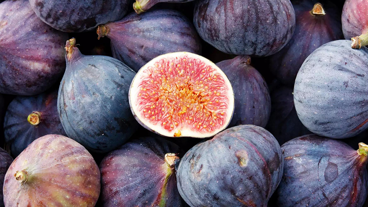 Fig Season