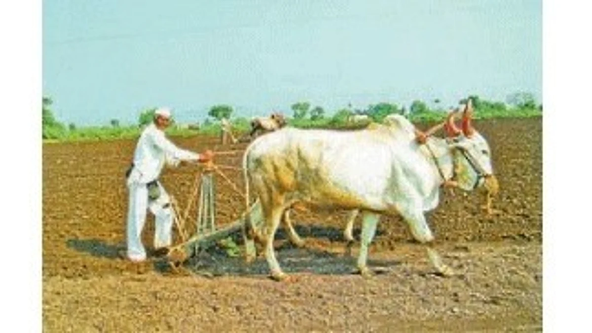 Rabi Season