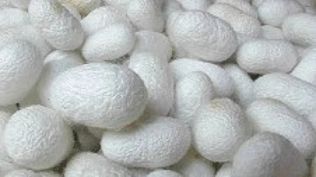 Silk Farming