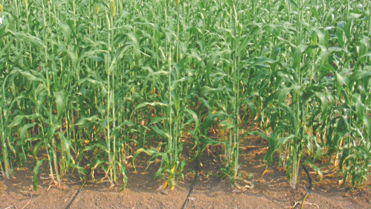 Rabi Jowar