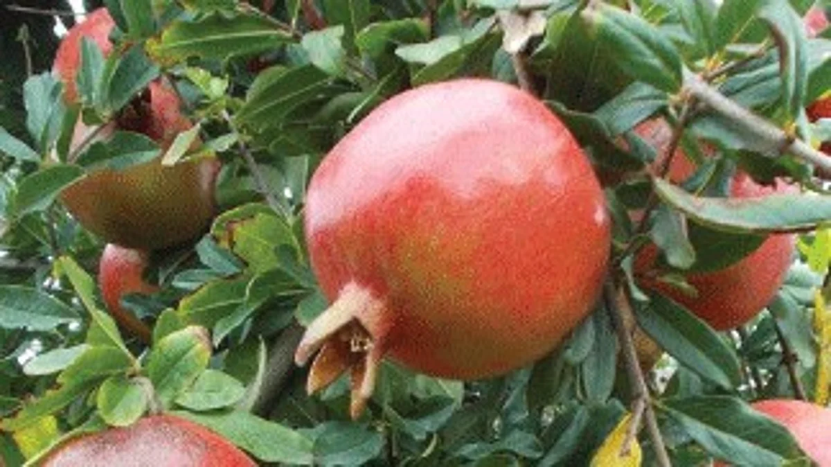 Pomegranate Export