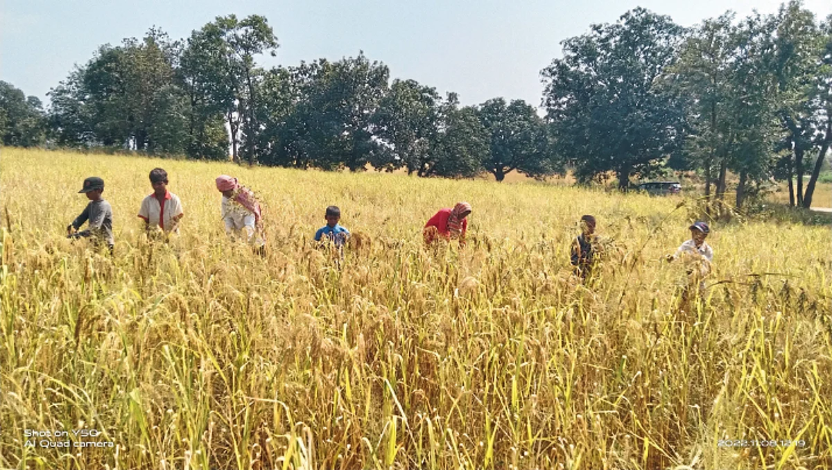 Millet Production