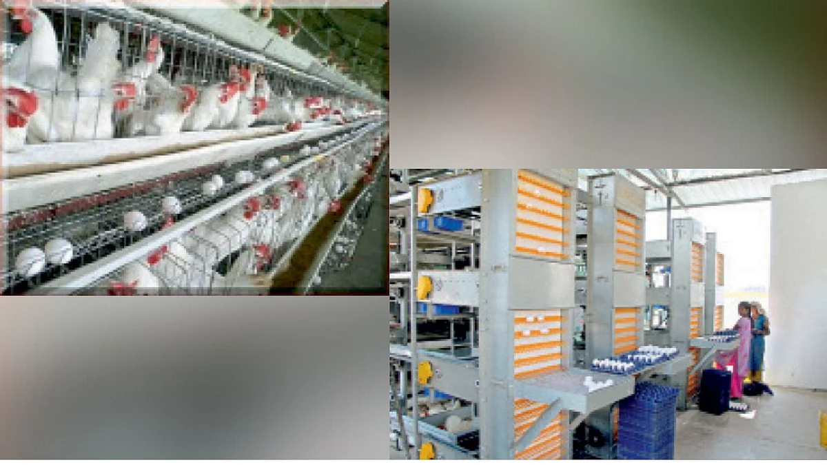 Poultry Farm