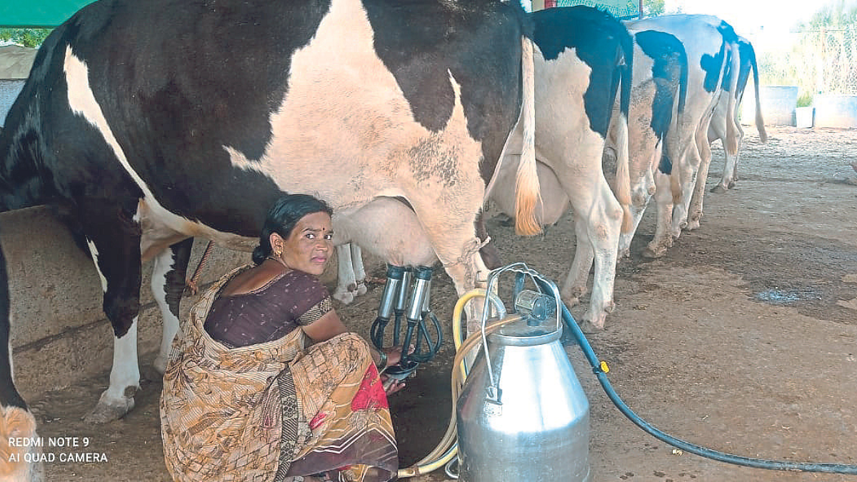 Dairy Business
