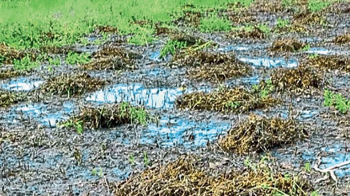 Crop Insurance