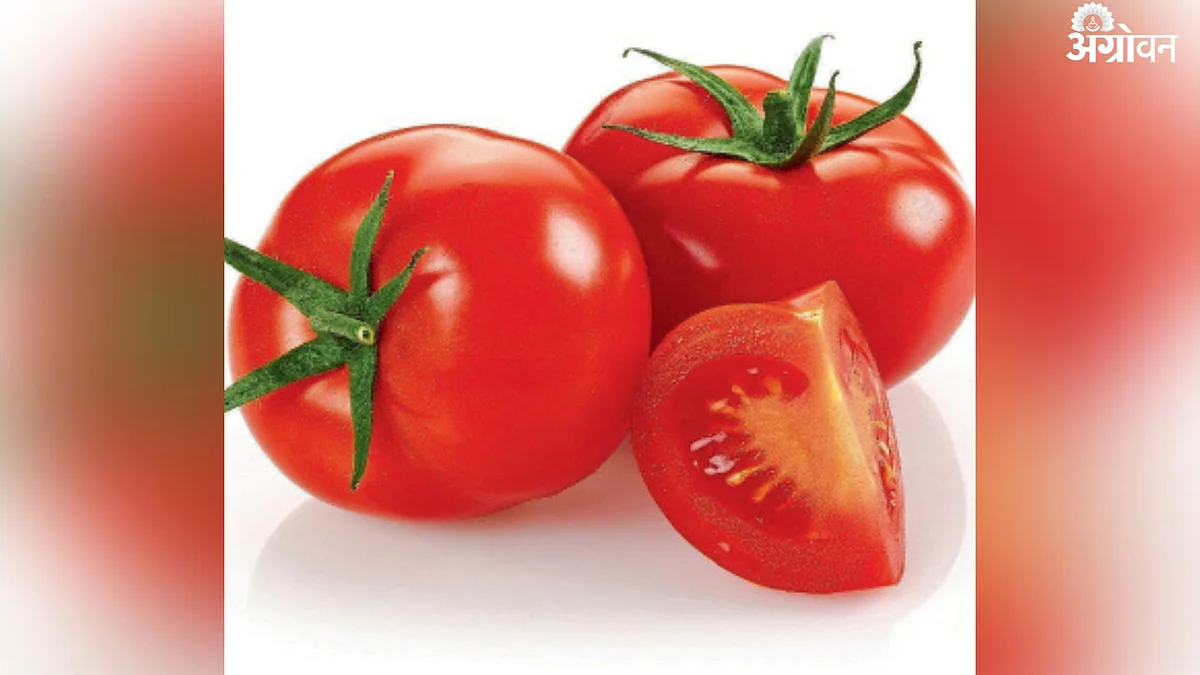 Tomato Rate