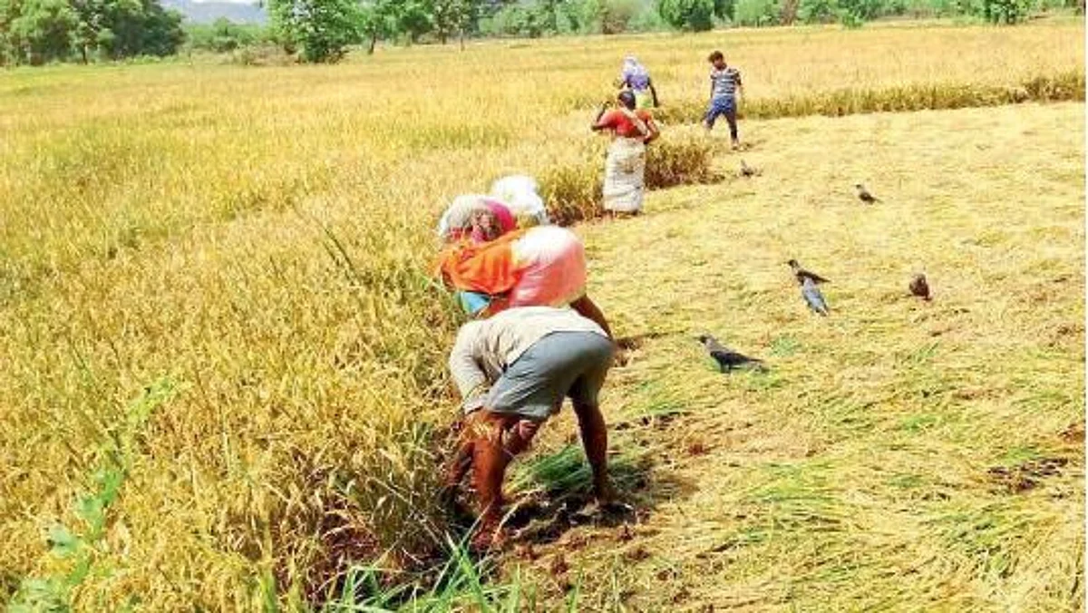 Rice Harvesting
