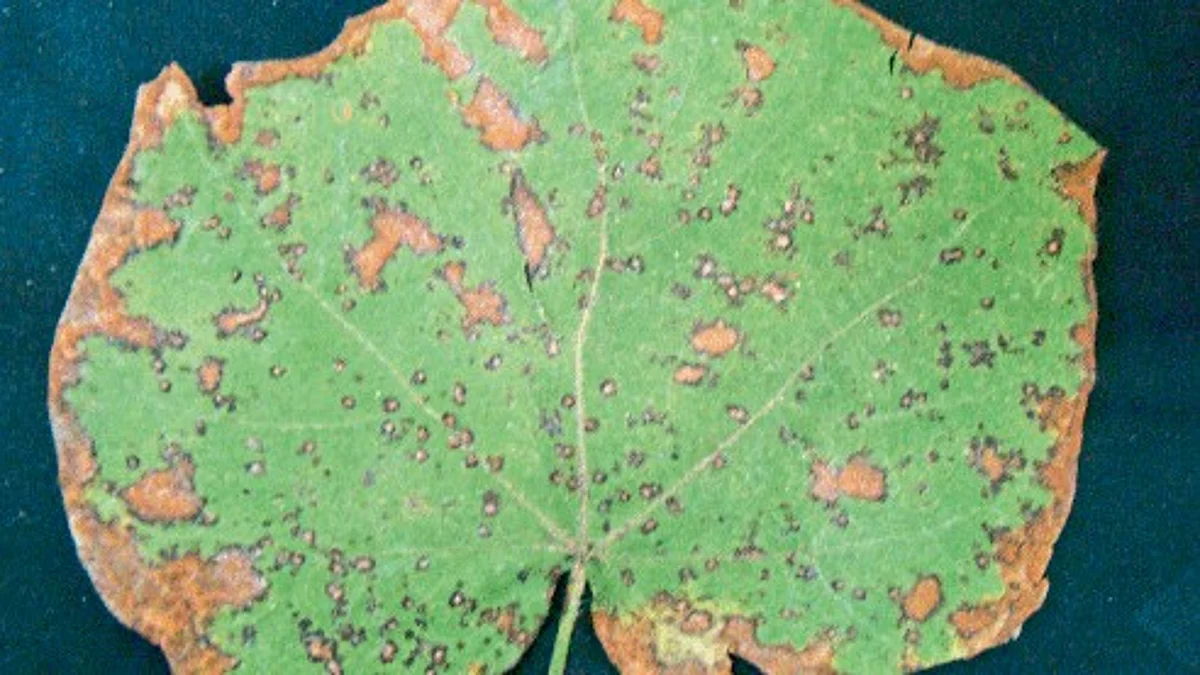 Cotton Disease