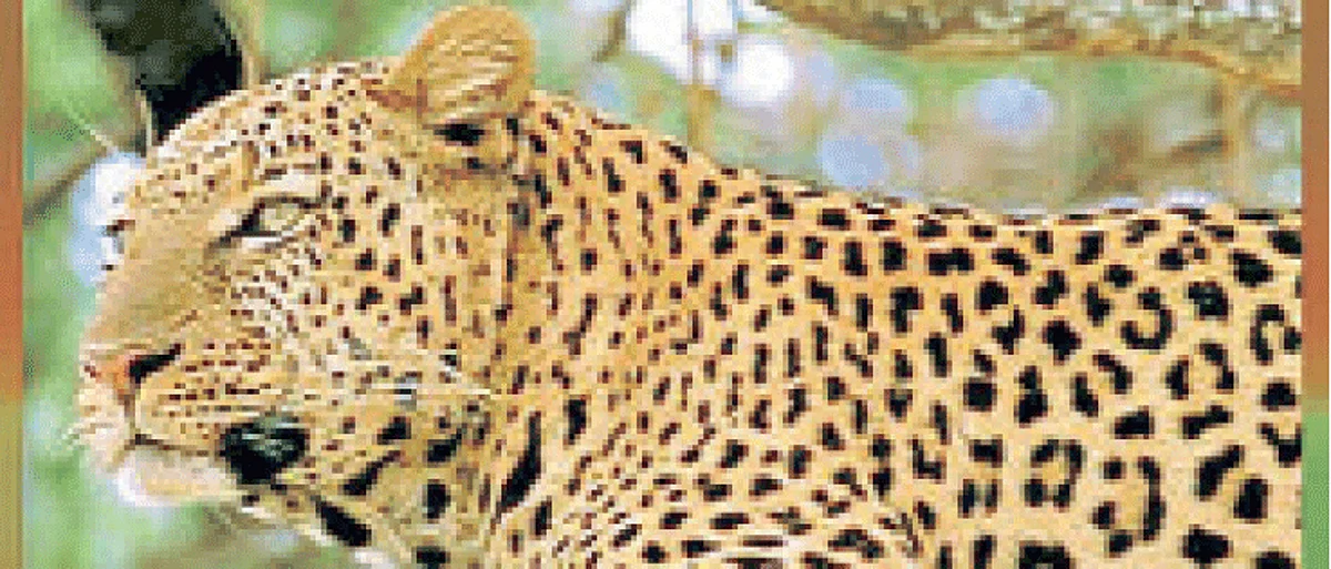 Leopard Attack