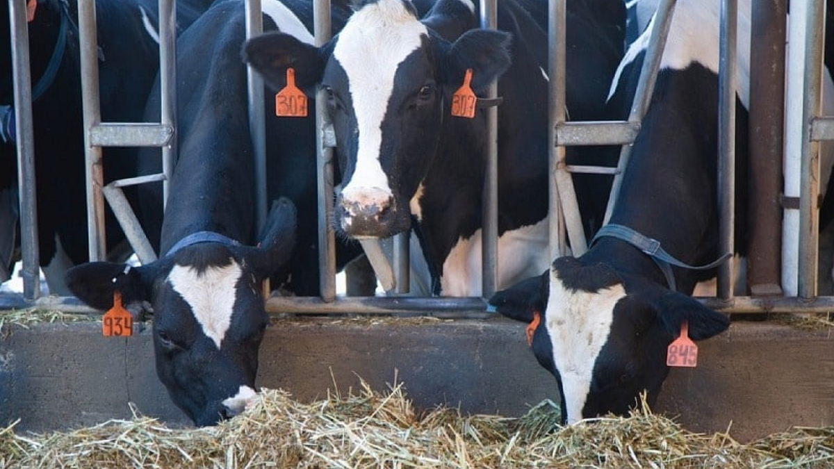 Fodder Management