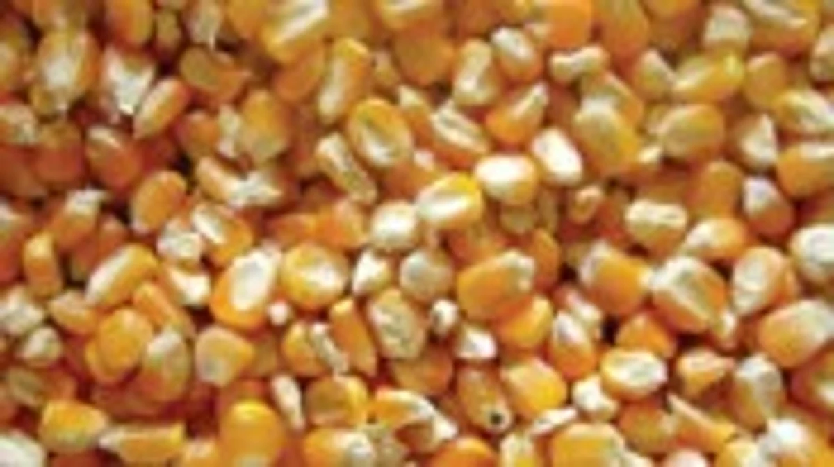 Maize Market