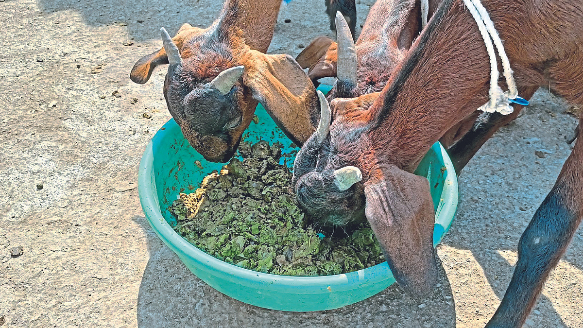 Orange Peel Silage