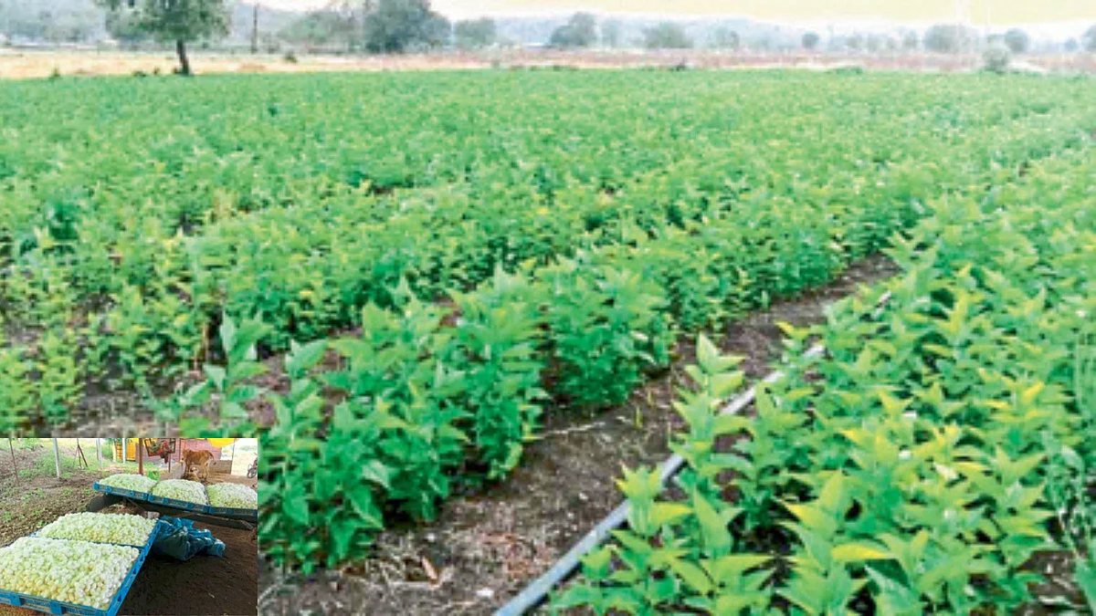 Cultivation Of Mulberry