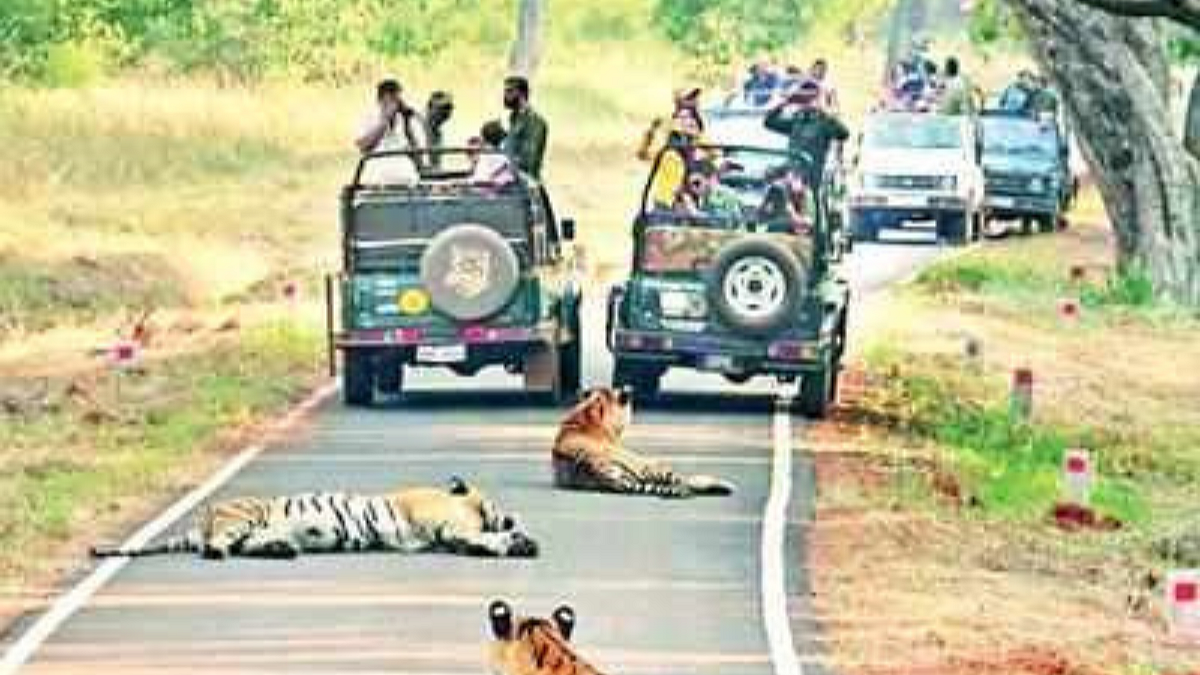 Tadoba National Park
